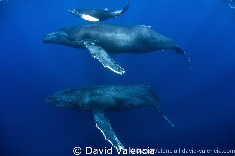 An escort male pursues a momma and calf humpback whale. I... by David Valencia 