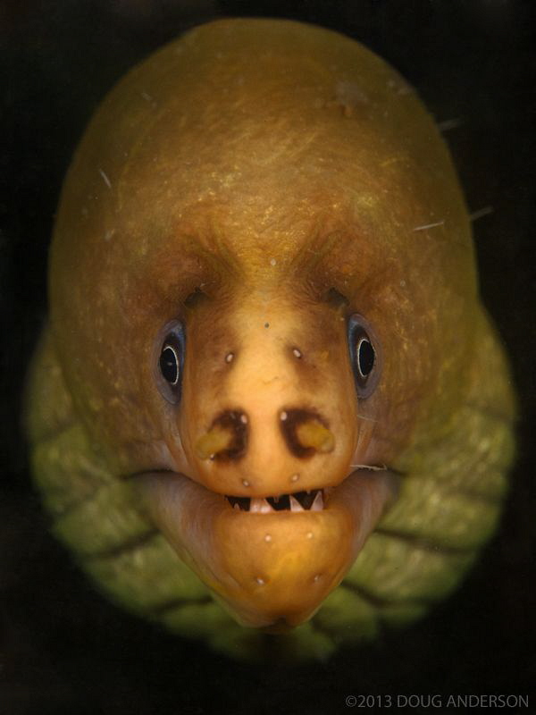 Green Moray. by Doug Anderson 