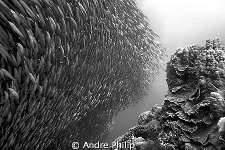 baitball of sardines on the edge of "Panorama"-Reef by Andre Philip 