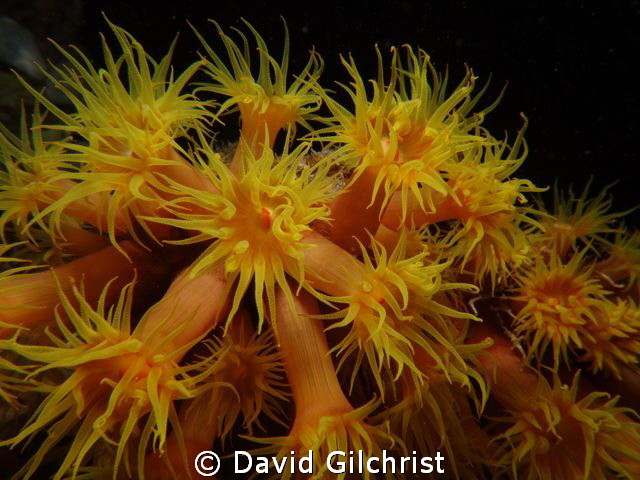 Yellow 'Sunburst' Tubestra sp. Cup Corals, Night Dive, Tr... by David Gilchrist 