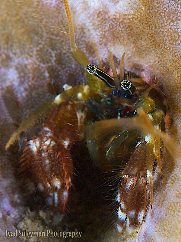 Coral Hermit by Iyad Suleyman 
