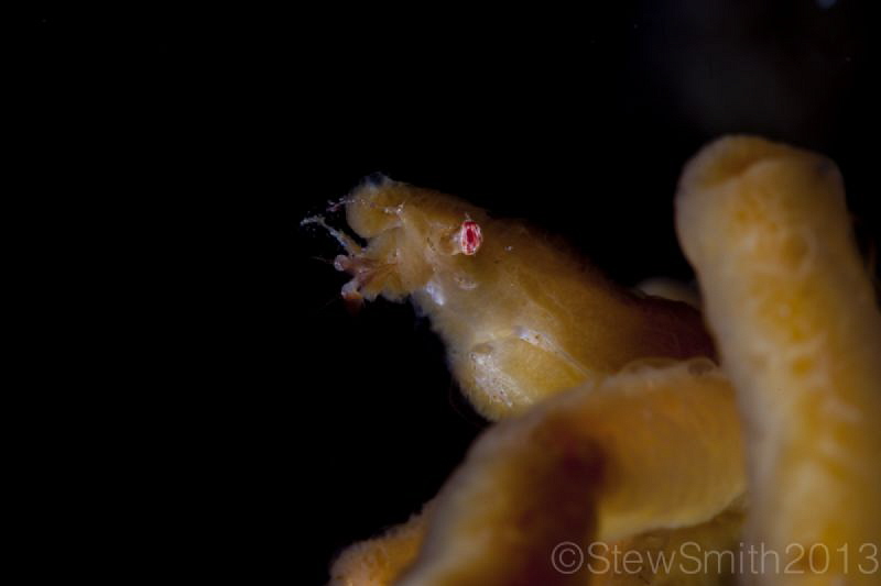 Orangutan crab by Stew Smith 
