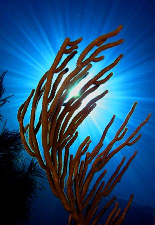 A new Day. 17' (3m) of water, Florida Keys.
Olympus C5050 by Rand Mcmeins 