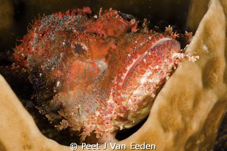 My home is a cup in the ocean by Peet J Van Eeden 