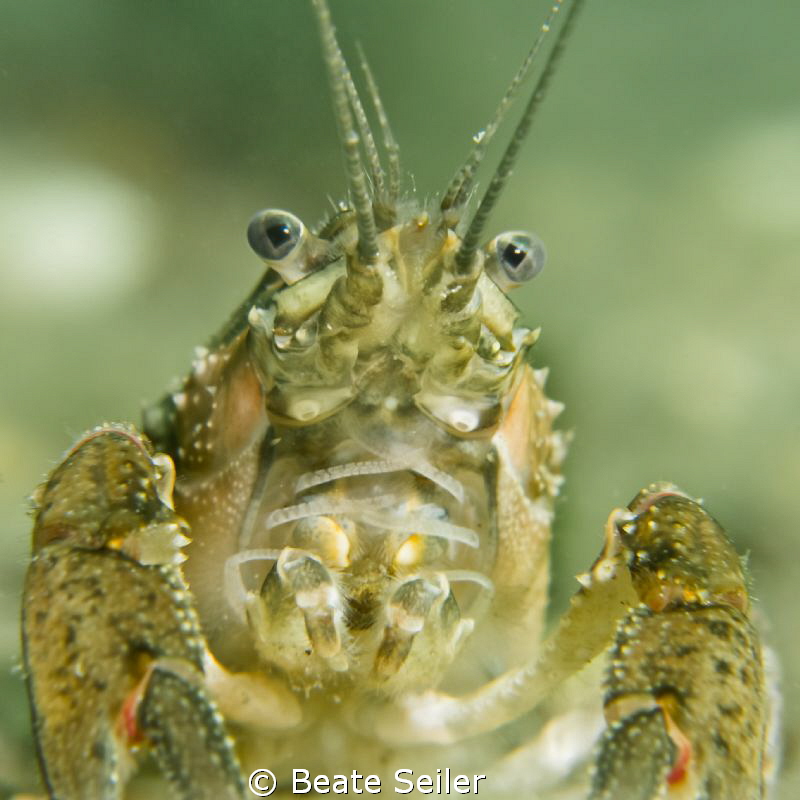 Cray fish by Beate Seiler 