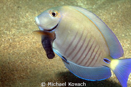 Cymothoid Isopod attached to a Doctorfish on the way to t... by Michael Kovach 