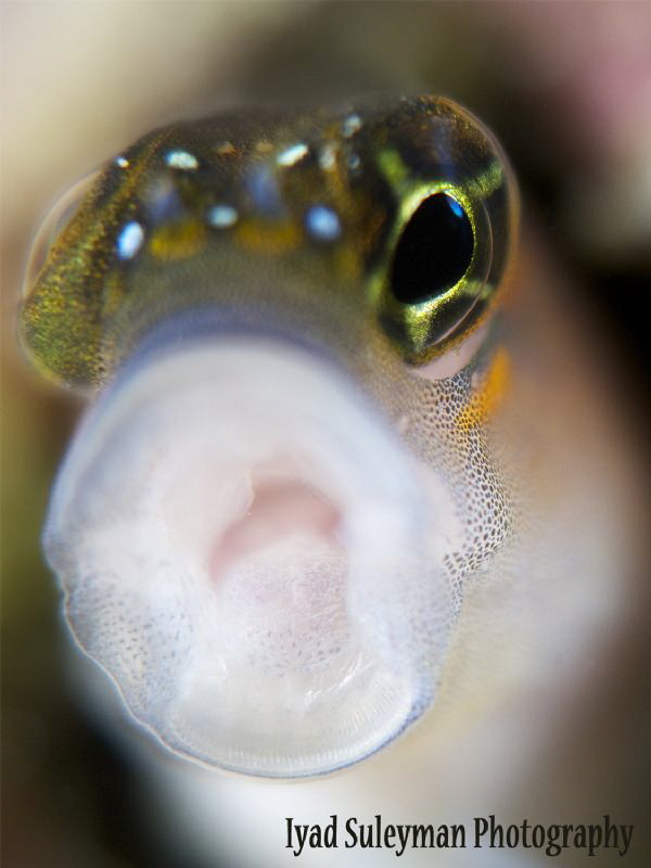 Blenny
 by Iyad Suleyman 