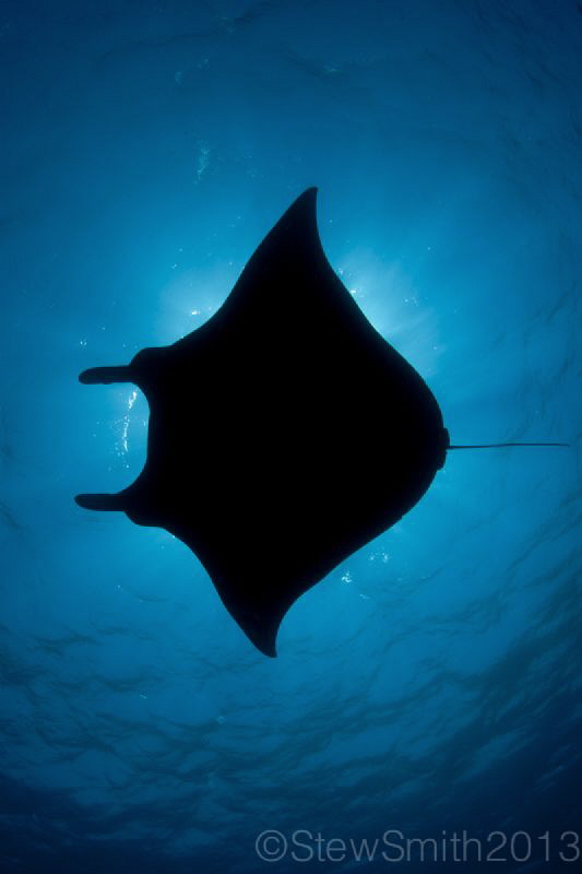 Manta from Komodo by Stew Smith 
