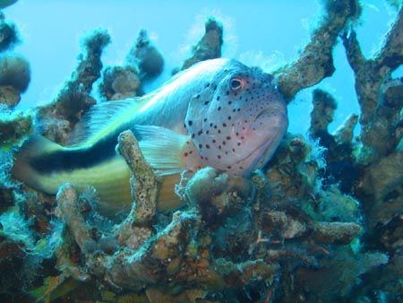 On the lookout!
Canon A510, underwater scene setting.
D... by John Mcguigan 