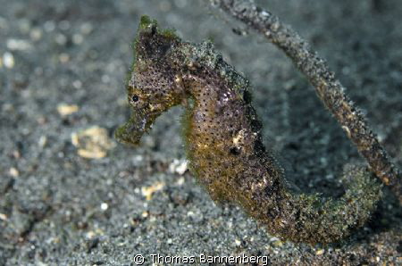 Too shy

NIKON D7000 in a Seacam "Prelude" uw housing, ... by Thomas Bannenberg 
