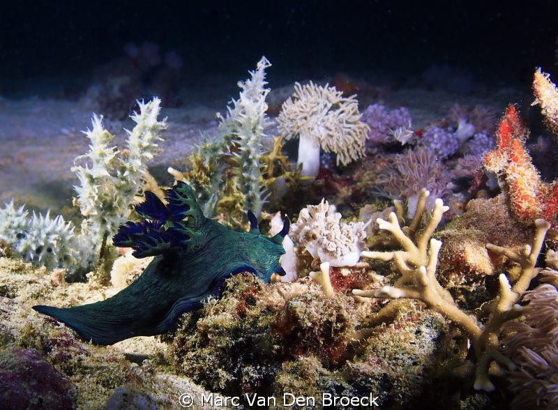 green nudi by Marc Van Den Broeck 
