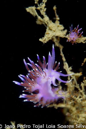 Flabellina affinis on the wreck of the Titan in Algarve, ... by Joao Pedro Tojal Loia Soares Silva 