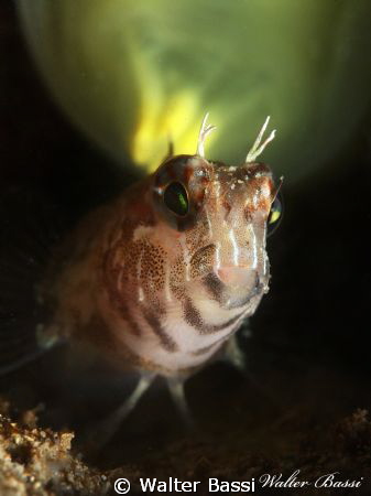 Curious parablennius by Walter Bassi 