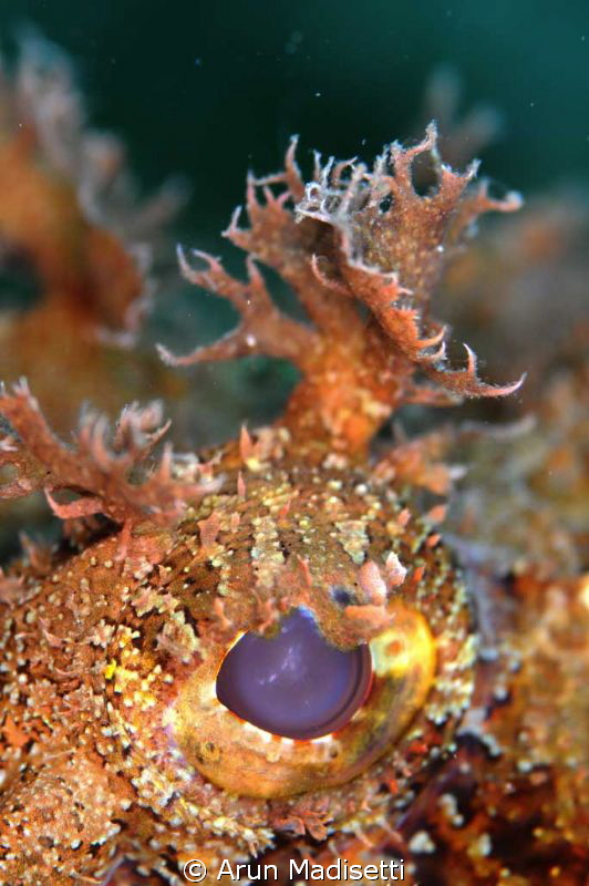 Eye of scorpion fish. Testing a RTR -Cuttlefish ringflash by Arun Madisetti 