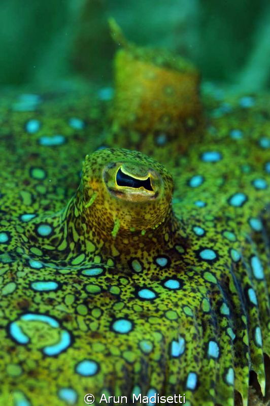 Peacock flounder, RTR-Cuttlefish ringflash by Arun Madisetti 