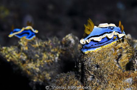 family meeting

NIKON D7000 in a Seacam "Prelude" uw ho... by Thomas Bannenberg 