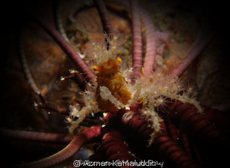 Rare and Super Macro crab by Azman Kamaluddin 