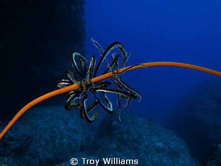 Crinoid wrapped up on whip coral @ Cape Zanpa Misaki, Oki... by Troy Williams 