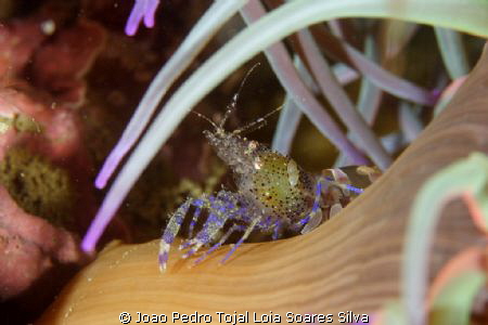Periclimenes sagittifer on its host anemone. Shot using C... by Joao Pedro Tojal Loia Soares Silva 