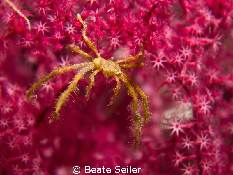 I love pink by Beate Seiler 