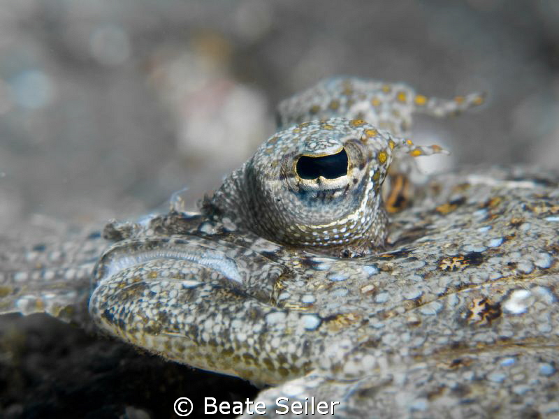 Flounder close up by Beate Seiler 