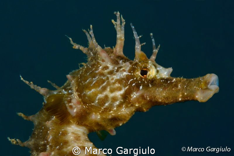 Mediterranean Sea Horse by Marco Gargiulo 