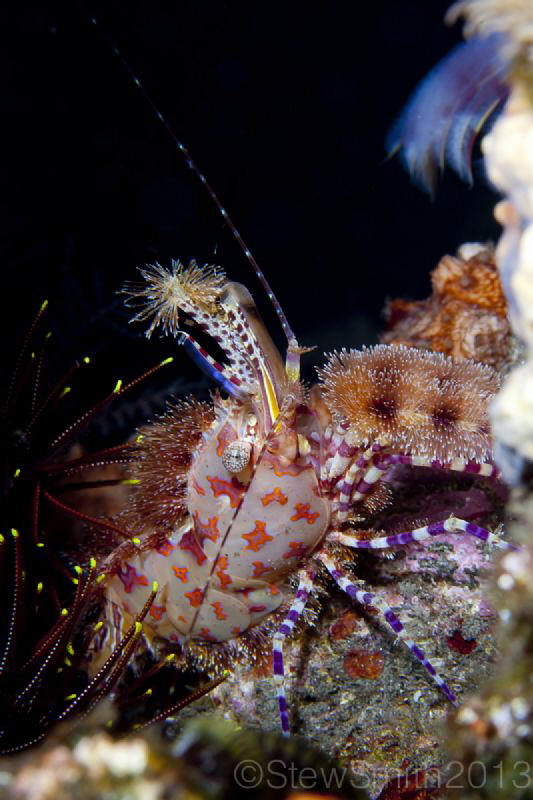 Marble Shrimp hiding inside a crevice by Stew Smith 