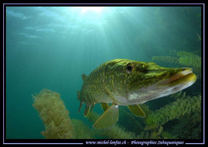 Pike Portrait II by Michel Lonfat 