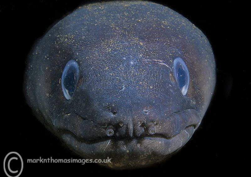 Conger conger.
Aughrus Pier, Connemara.
D3 60mm. by Mark Thomas 