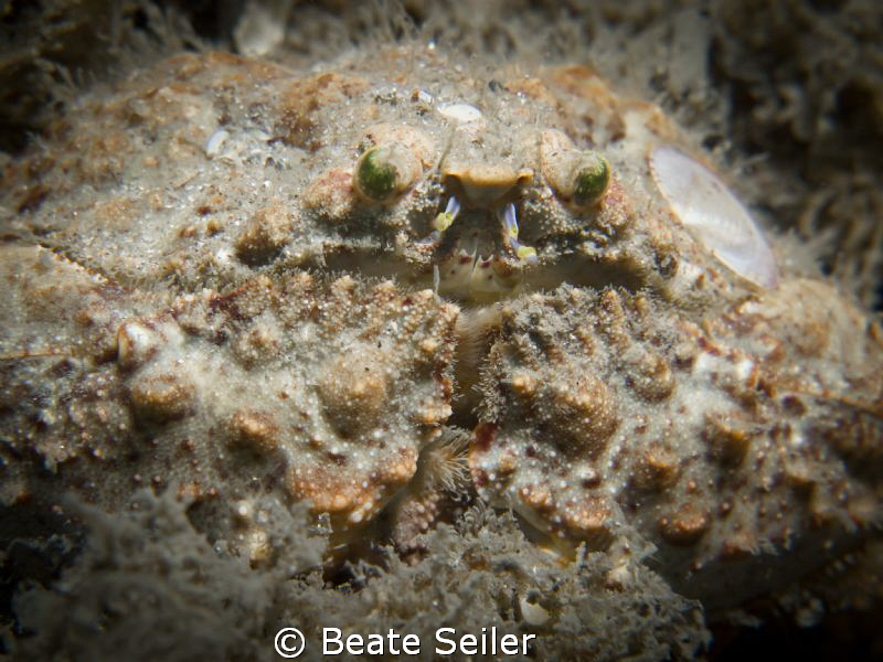 Boxcrab by Beate Seiler 