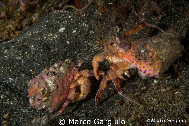 Eupagurus prideauxi - twins by Marco Gargiulo 