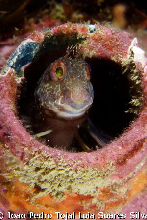 Small blenny (Parablennius pilicornis) living inside a lo... by Joao Pedro Tojal Loia Soares Silva 