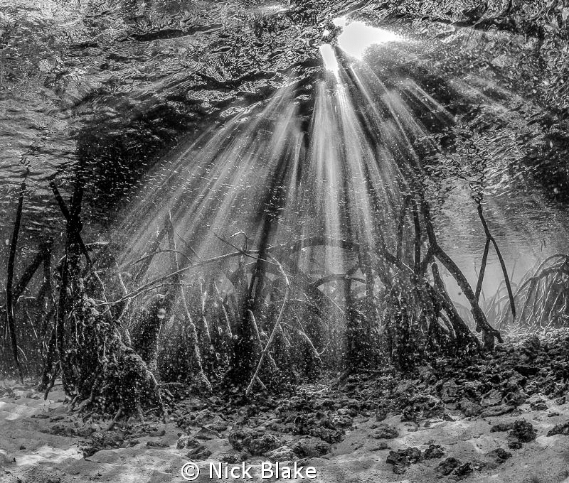 Mangroves and Sun Rays.
Komodo, Indonesia. by Nick Blake 