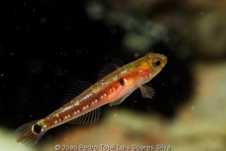 Two spotted gobies (Gobiusculus flavescens) are the only ... by Joao Pedro Tojal Loia Soares Silva 