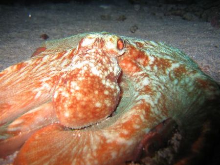 Curacao, Netherlands Antilles.
Cannon Powershot S50 pict... by Frank Jong 