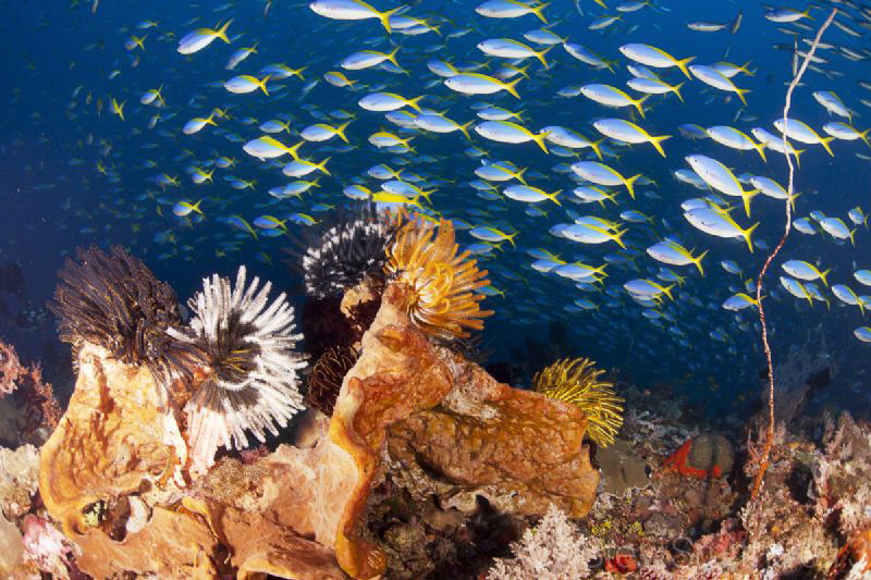 Castle Rock - Komodo. Always a spectacular fishy dive by Stew Smith 