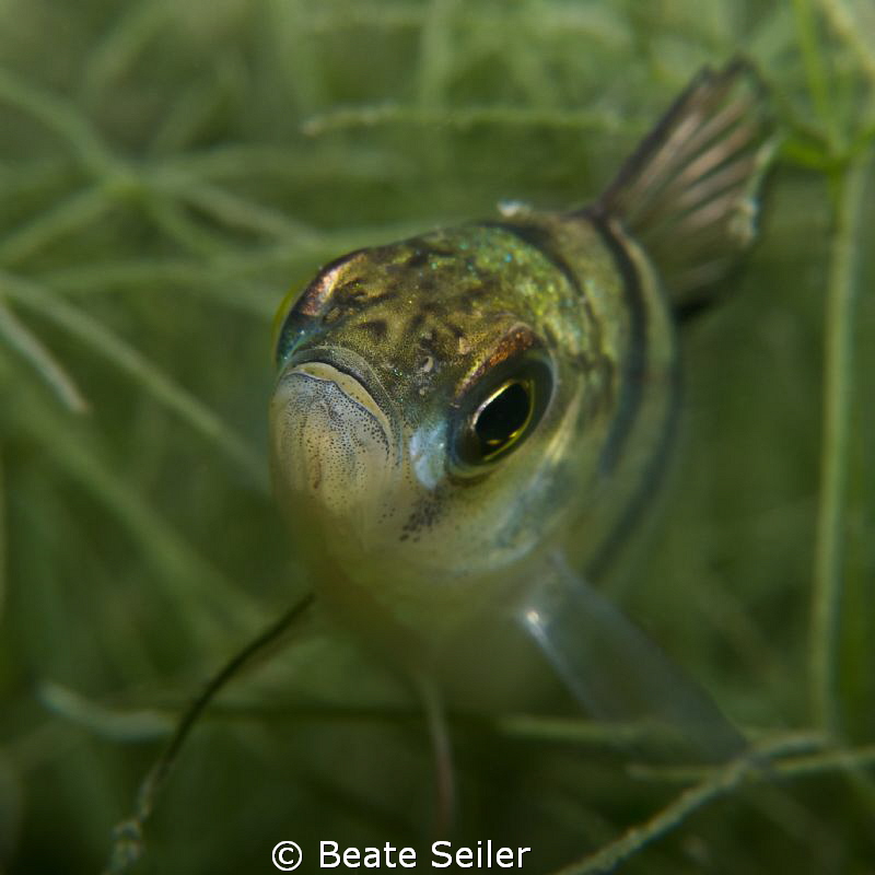 Perch close up by Beate Seiler 
