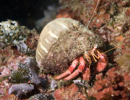 Dardanus arrosor 
Portofino reserve - Italy
Macro lens ... by Luca Bertoglio 