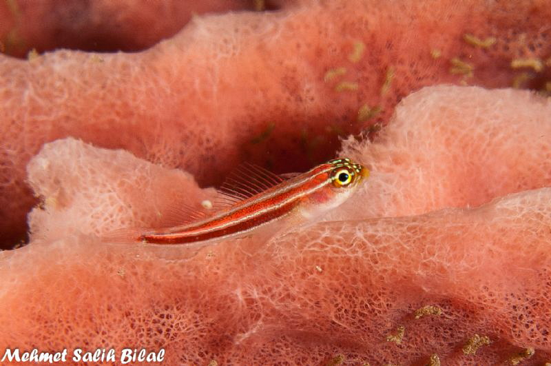 Goby on a barrel sponge. by Mehmet Salih Bilal 