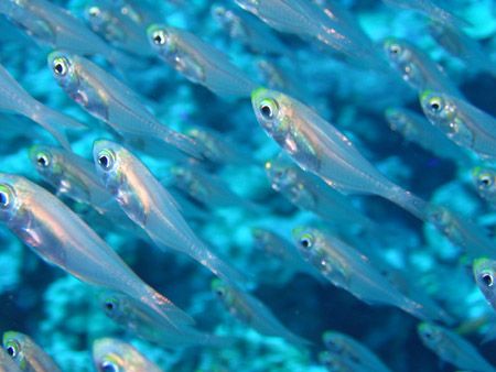 Glass Fish in school, Dahab, Egypt - Oct 2005.
Canon A51... by John Mcguigan 