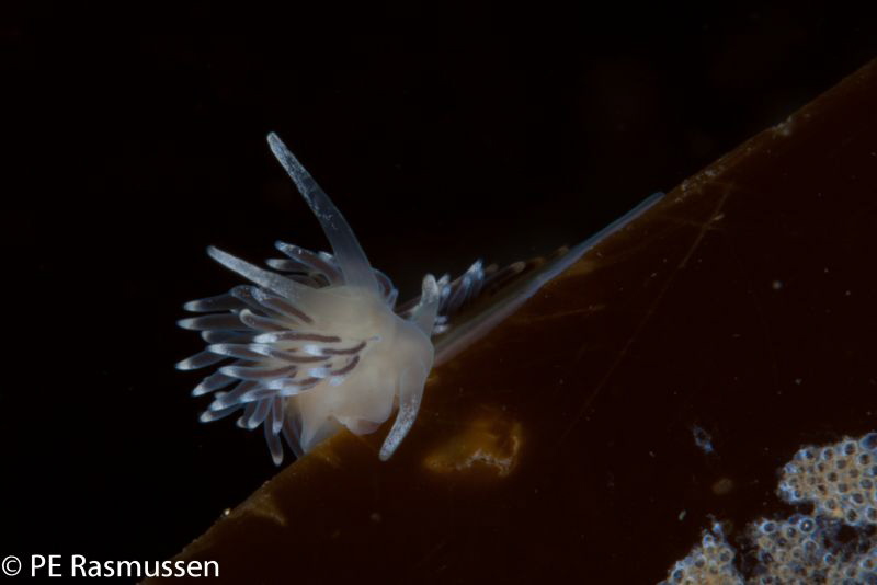Cuthona concinna, on the edge!
Canon 40D, Sigma 105mm, 1... by Poul Erik Rasmussen 