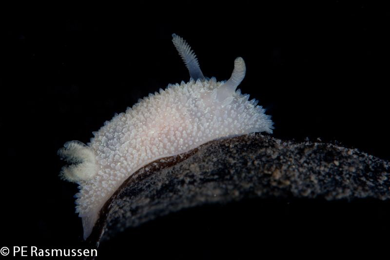 Acanthodoris pilosa
Canon 40D, Sigma 105, 1/250 sek, f/2... by Poul Erik Rasmussen 