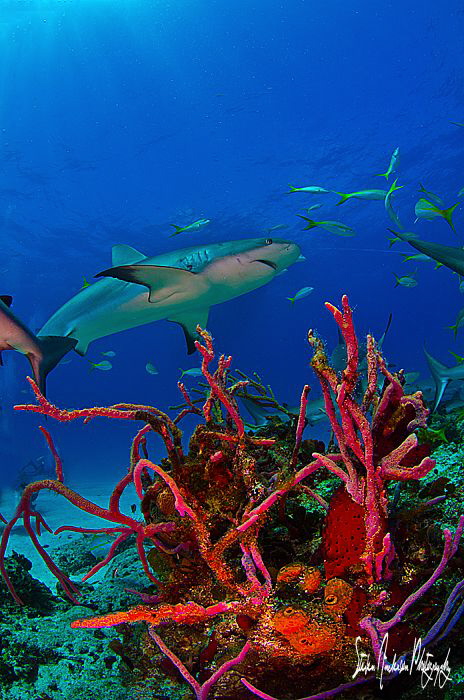Laying low in the reef to get the passing by visitors of ... by Steven Anderson 
