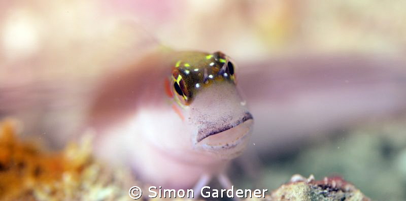 shot with 85mm macro by Simon Gardener 