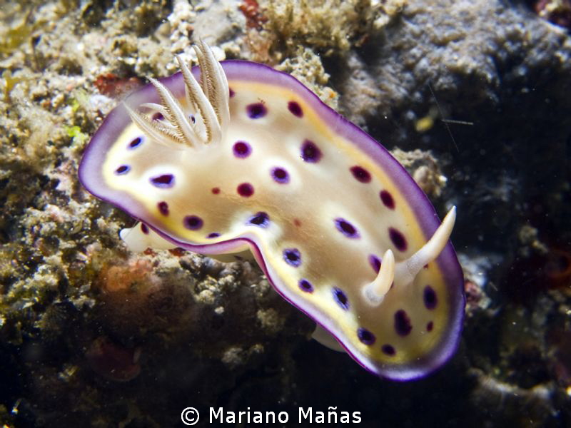 Chromodoris kunei by Mariano Mañas 