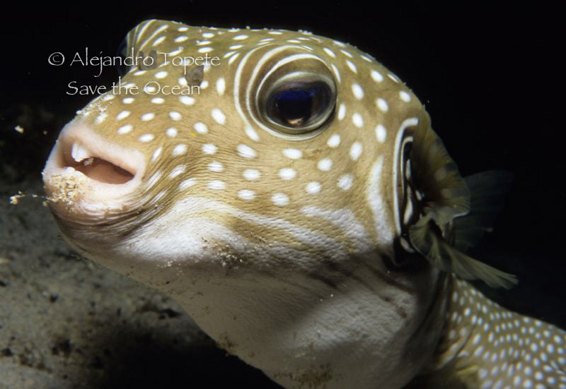 Pez Globo sonriente, Isla del Coco Costa Rica by Alejandro Topete 
