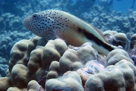 Hawfish posing for a photo. Maui, Hawaii. by Lisa Lappe 