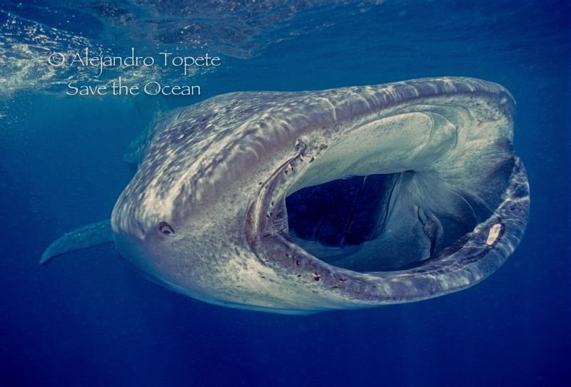 Big Mouth, Isla Mujeres Mexico by Alejandro Topete 