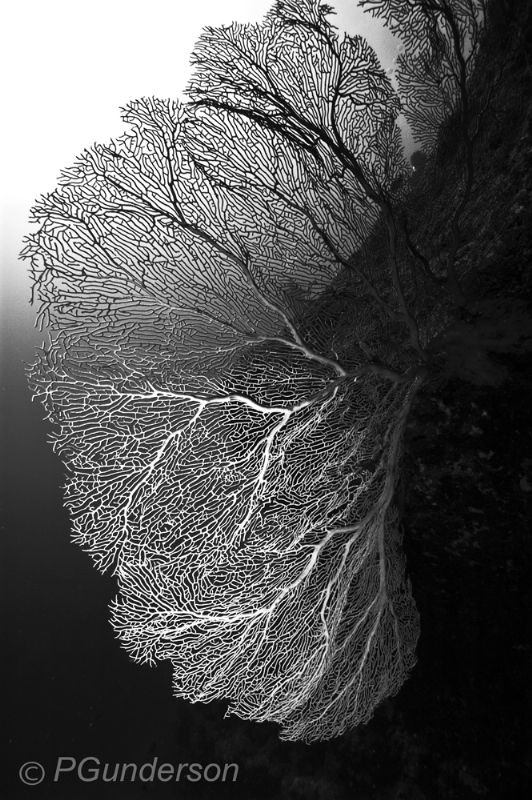 Shadow and Light by Pat Gunderson 