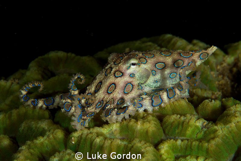Blue-Ringed Octopus, F16, 1/200, 100mm macro by Luke Gordon 